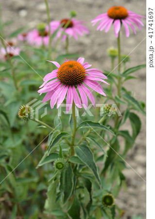 Bright Star purple coneflower 41741697
