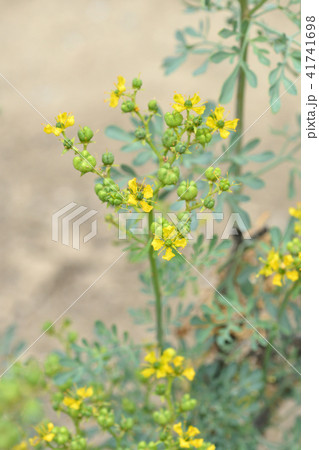 Common rue 41741698