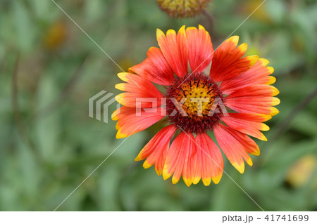 Blanket flower 41741699