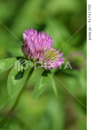 Red clover 41741700