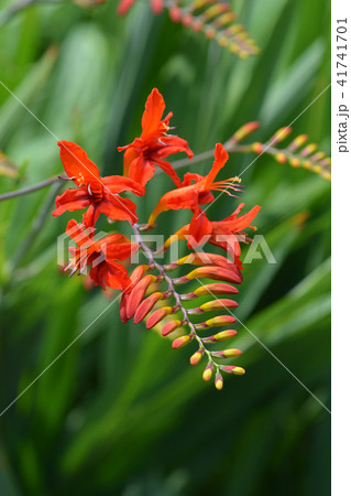 Montbretia Lucifer 41741701