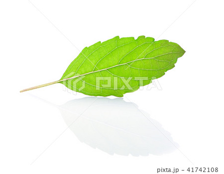 Basil leaves isolated on white background 41742108