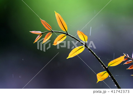 Young plant growing Young plant growing 41742373