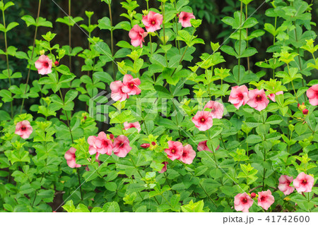 Pink flower on green leaf background 41742600