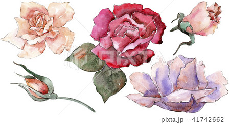 Colorful roses. Floral botanical flower. Wild spring leaf wildflower isolated. Colorful roses. Floral botanical flower. Wild spring leaf wildflower isolated. 41742662