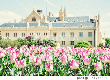 Majestic Lednice castle with flowering tulips Majestic Lednice castle with flowering tulips 41743609