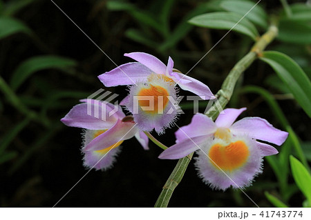 蘭 ラン 洋ラン 41743774