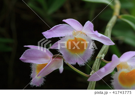 蘭 ラン 洋ラン 41743775