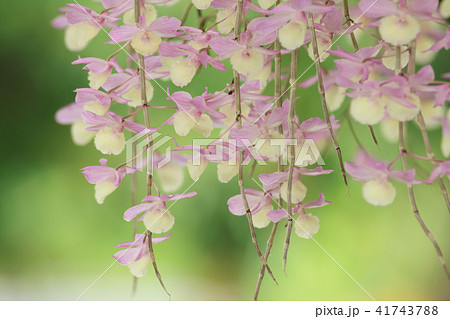 蘭 ラン 洋ラン 41743788