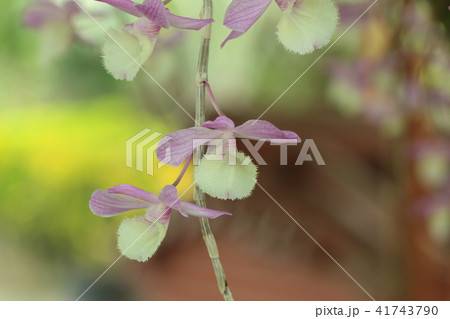 蘭 ラン 洋ラン 41743790