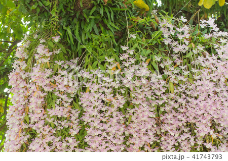 蘭 ラン 洋ラン 41743793