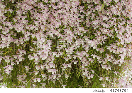 蘭 ラン 洋ラン 41743794