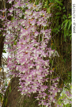 蘭 ラン 洋ラン 41743795