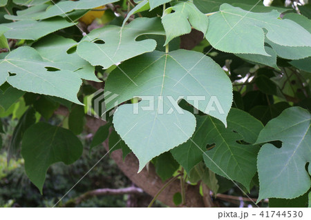 梶の葉 41744530