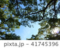 木漏れ日 41745396