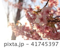 桜 41745397
