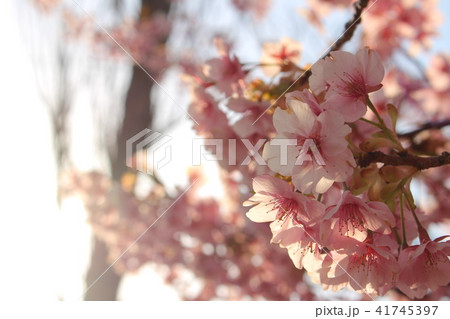 桜 41745397