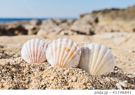 Close up view of three seashells in sand on beach Close up view of three seashells in sand on beach 41746841