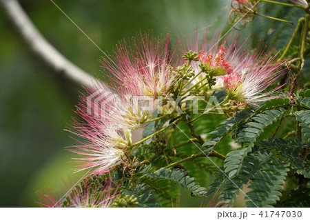 ねむのきの花 41747030