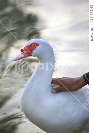 Child and a duck 41747149
