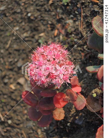 ミセバヤの花 ミセバヤの花 41747314