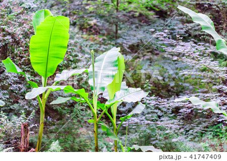 Young banana sprouts close Young banana sprouts close 41747409