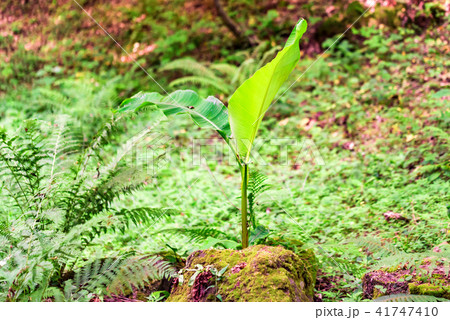 Young banana sprout close Young banana sprout close 41747410