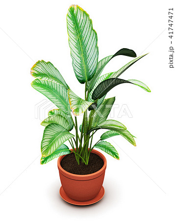 Dieffenbachia tropical flowering plant flower pot 41747471
