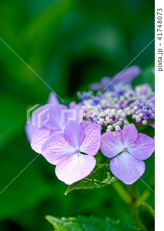 初夏の日差しを浴びて咲くマリエシベリフェクタ 41748073