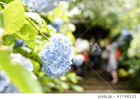 明月院　あじさい 41748335