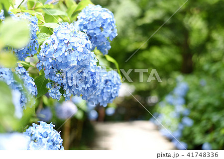 明月院　あじさい 41748336