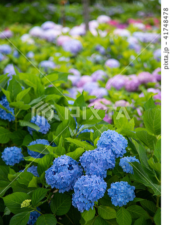 ミスヘップバーン 41748478