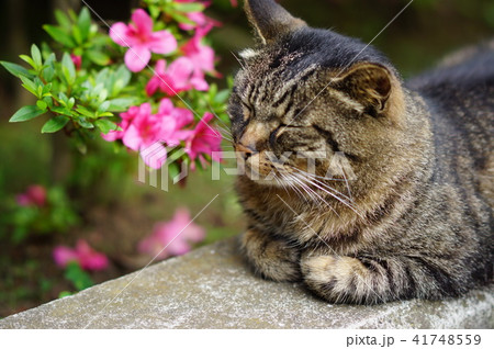 ツツジと猫 ツツジと猫 41748559