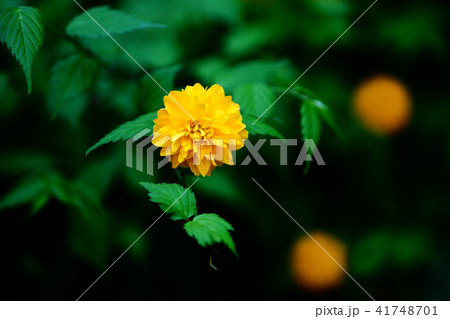 ヤエヤマブキの花 ヤエヤマブキの花 41748701