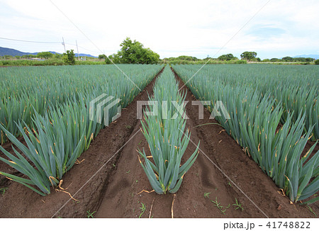 白ネギの畑 41748822