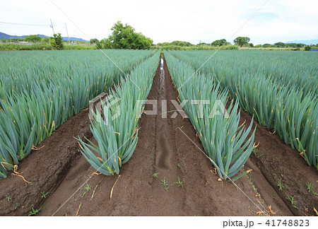 白ネギの畑 41748823