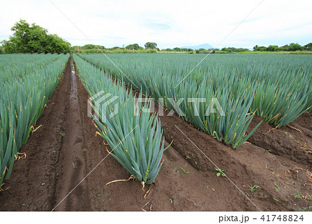 白ネギの畑 41748824