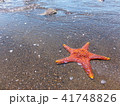 ヒトデ 41748826