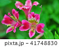 アルストロメリア 41748830