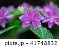 満開の紫陽花 41748832