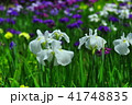 ハナショウブ 41748835
