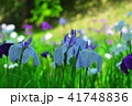 花菖蒲 41748836