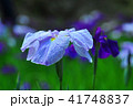 花しょうぶ 41748837