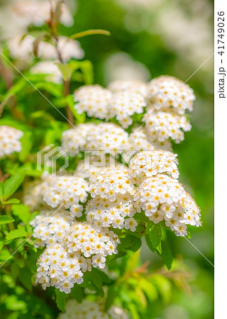 春の白い花　小手毬　コデマリ　 41749026