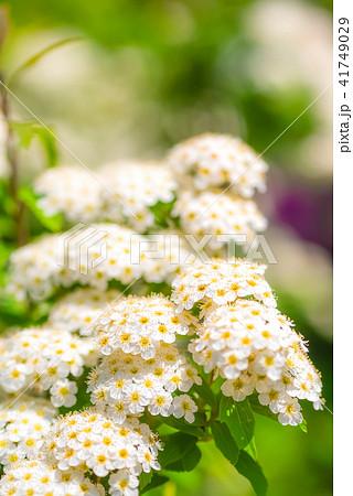 春の白い花 小手毬 コデマリ の写真素材