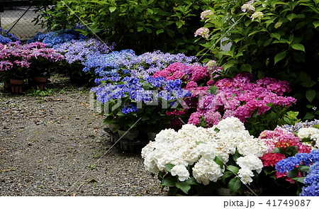 紫陽花庭園 鉢植え展示 紫陽花庭園 鉢植え展示 41749087