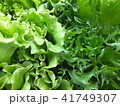 フリルレタス 41749307