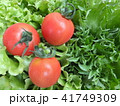 フリルレタスとトマト 41749309