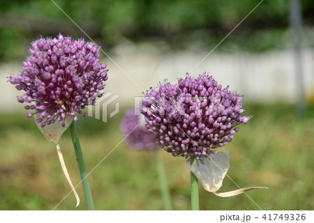 紫色の花葱 41749326