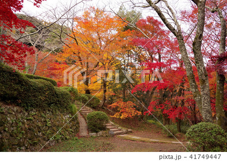 勝持寺の紅葉 41749447
